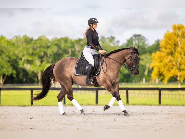 American Quarter Horse Mix Gelding 4 years Grullo in Ocala