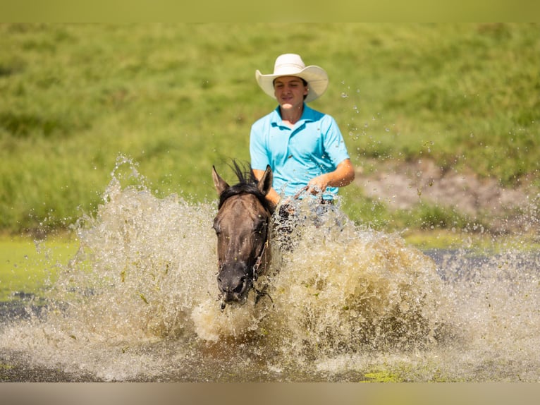 American Quarter Horse Mix Gelding 4 years Grullo in Ocala