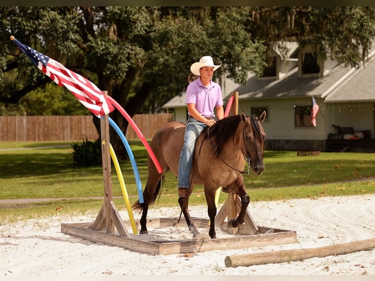 American Quarter Horse Mix Gelding 4 years Grullo in Ocala