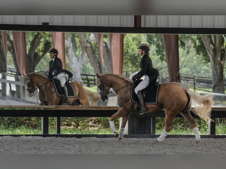 American Quarter Horse Gelding 4 years Palomino in Ocala