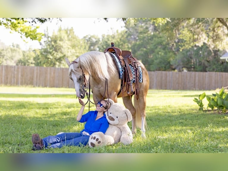 American Quarter Horse Gelding 4 years Palomino in Ocala