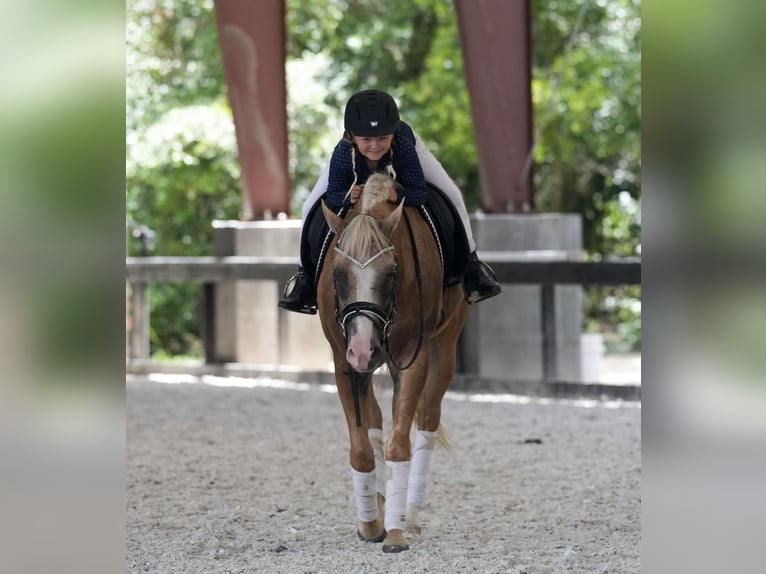 American Quarter Horse Gelding 4 years Palomino in Ocala
