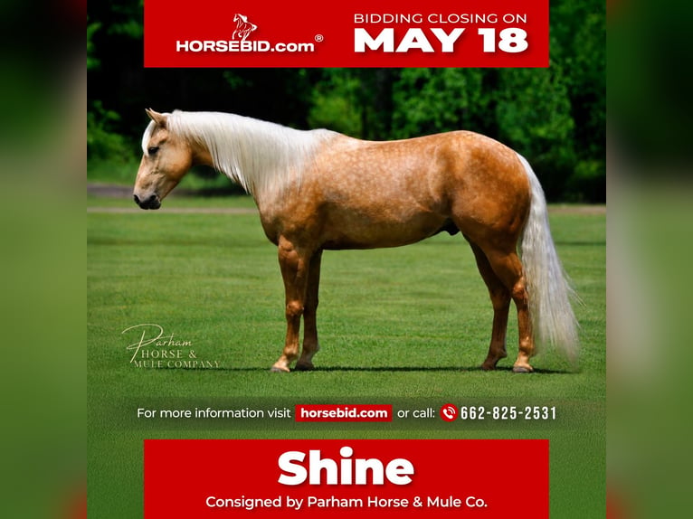 American Quarter Horse Gelding 4 years Palomino in Amory, MS