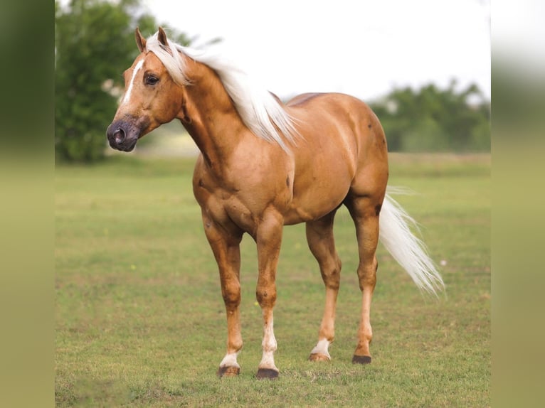 American Quarter Horse Gelding 4 years Palomino in Ponder