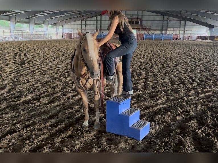 American Quarter Horse Gelding 4 years Palomino in Ponder