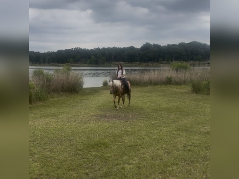 American Quarter Horse Gelding 4 years Palomino in Ponder