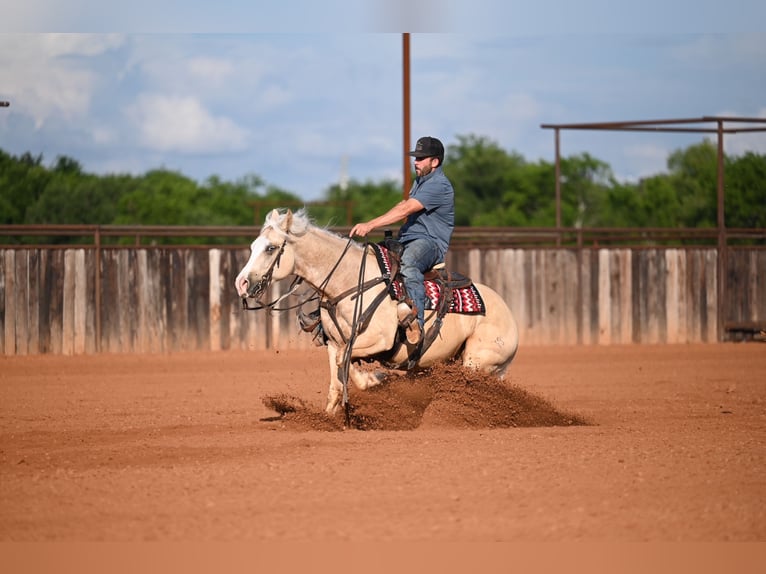 American Quarter Horse Gelding 4 years Palomino in Waco