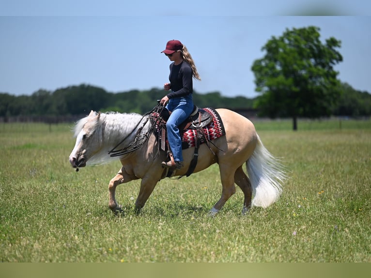 American Quarter Horse Gelding 4 years Palomino in Waco
