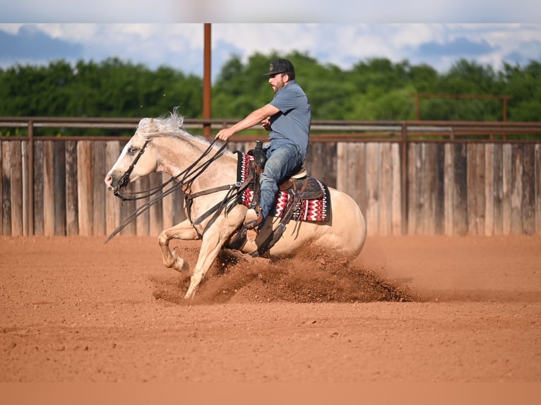 American Quarter Horse Gelding 4 years Palomino in Waco