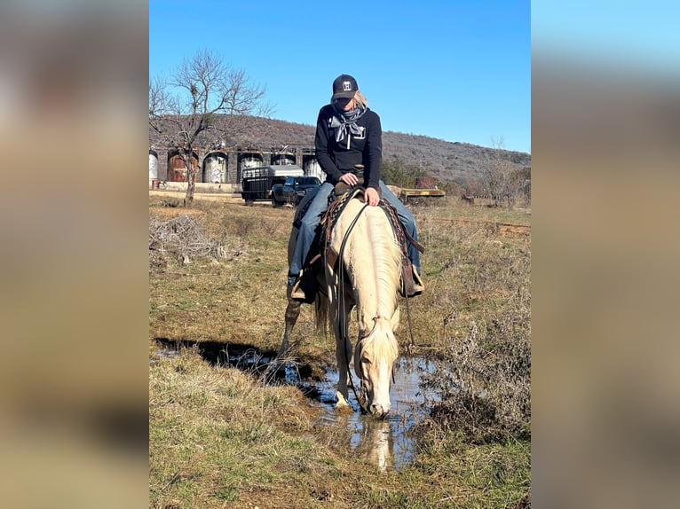 American Quarter Horse Gelding 4 years Palomino in Jacksboro TX
