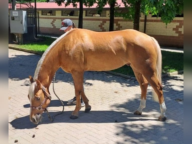 American Quarter Horse Gelding 4 years Palomino in Caluso