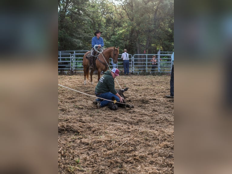 American Quarter Horse Gelding 4 years Red Dun in Sullivan