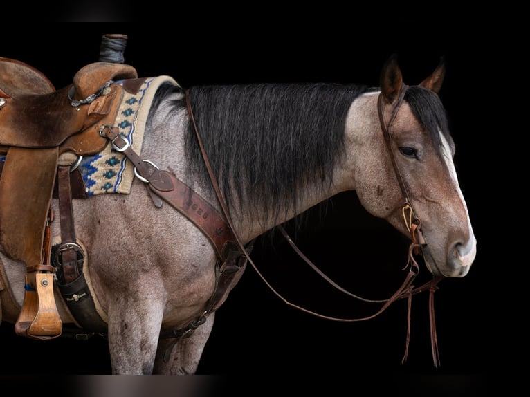American Quarter Horse Gelding 4 years Roan-Bay in Decorah