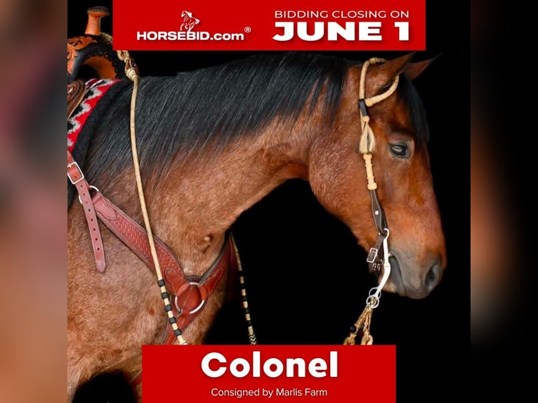 American Quarter Horse Gelding 4 years Roan-Bay in Rebersburg