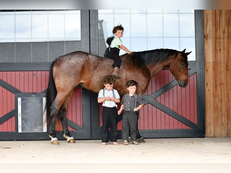 American Quarter Horse Gelding 4 years Roan-Bay in Rebersburg