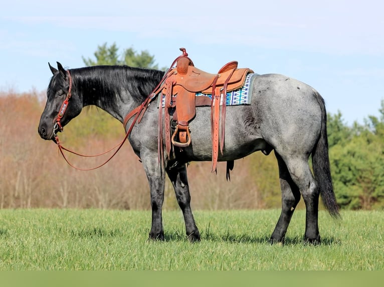 American Quarter Horse Gelding 4 years Roan-Blue in Clarion, PA