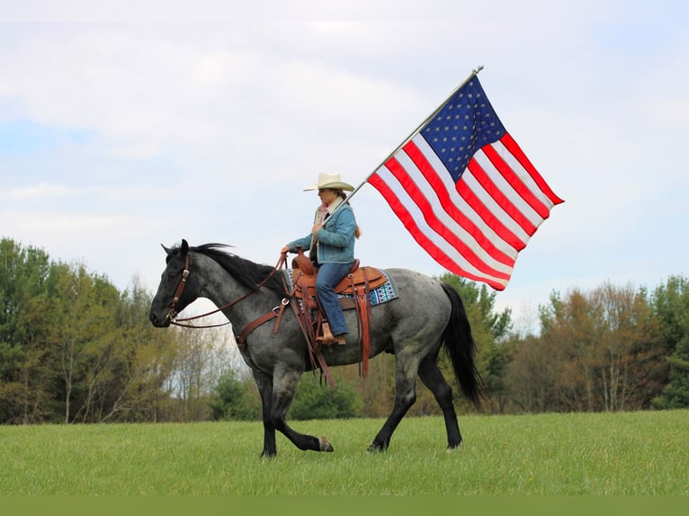 American Quarter Horse Gelding 4 years Roan-Blue in Clarion, PA