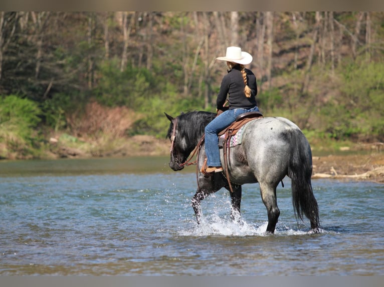 American Quarter Horse Gelding 4 years Roan-Blue in Clarion, PA