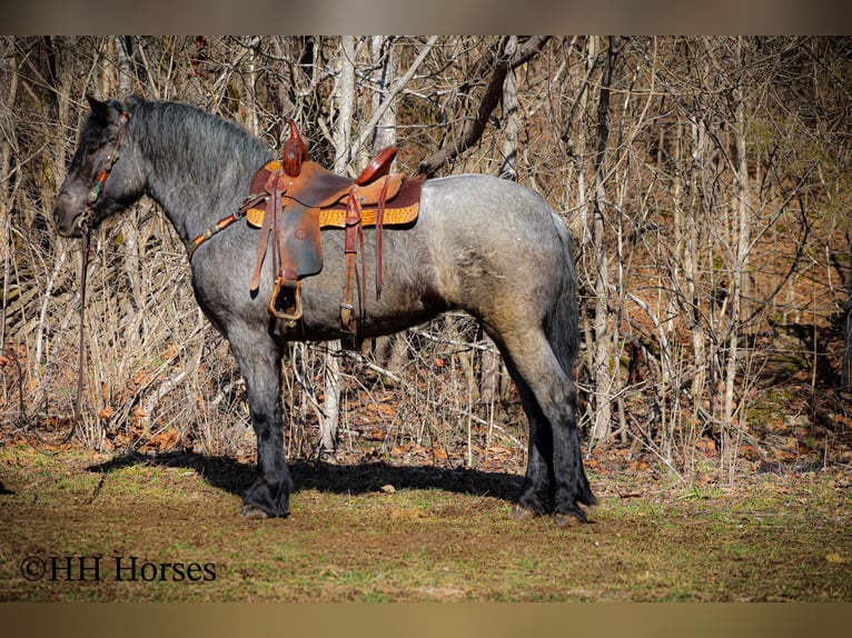 American Quarter Horse Gelding 4 years Roan-Blue in Flemingsburg KY