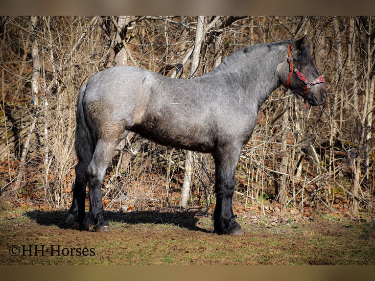 American Quarter Horse Gelding 4 years Roan-Blue in Flemingsburg KY