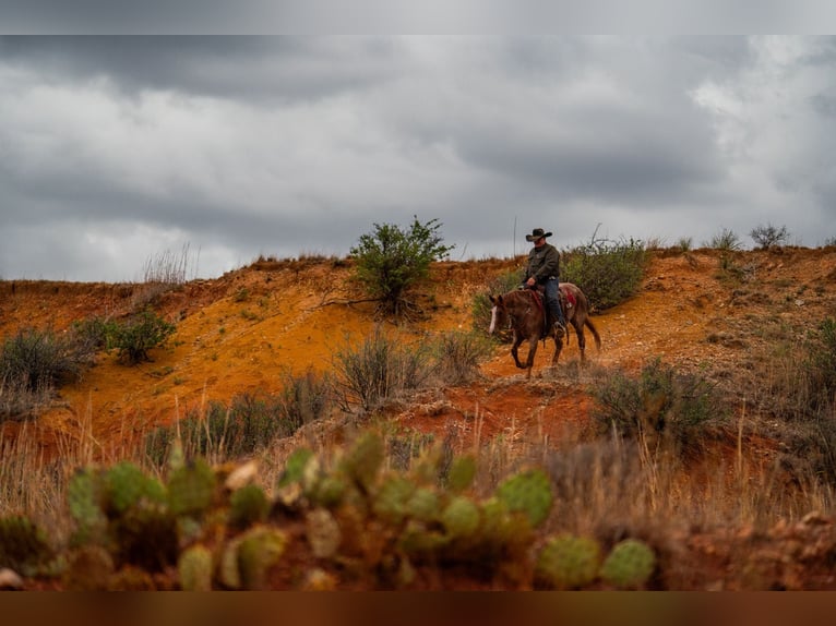 American Quarter Horse Gelding 4 years Roan-Red in Canyon