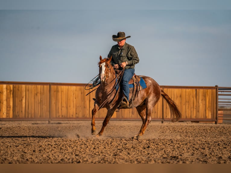 American Quarter Horse Gelding 4 years Roan-Red in Canyon