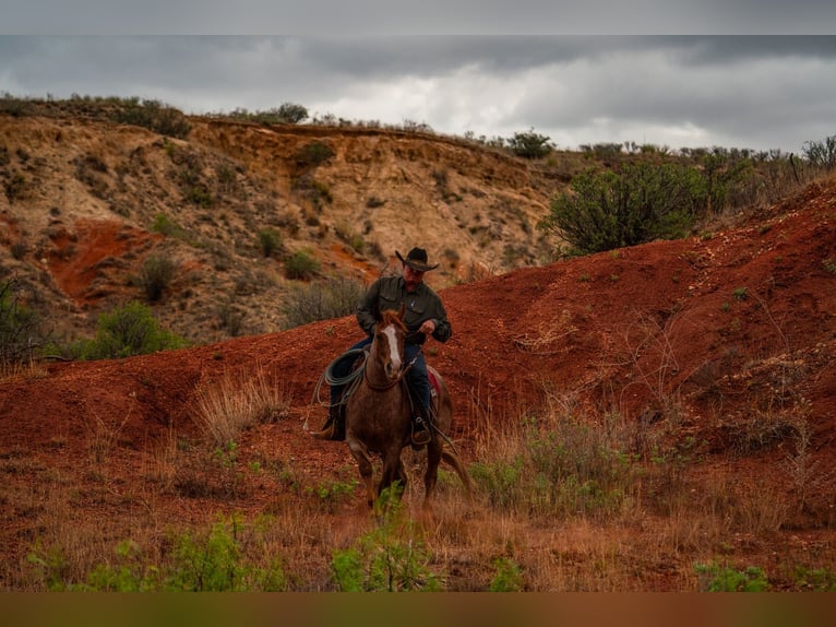 American Quarter Horse Gelding 4 years Roan-Red in Canyon