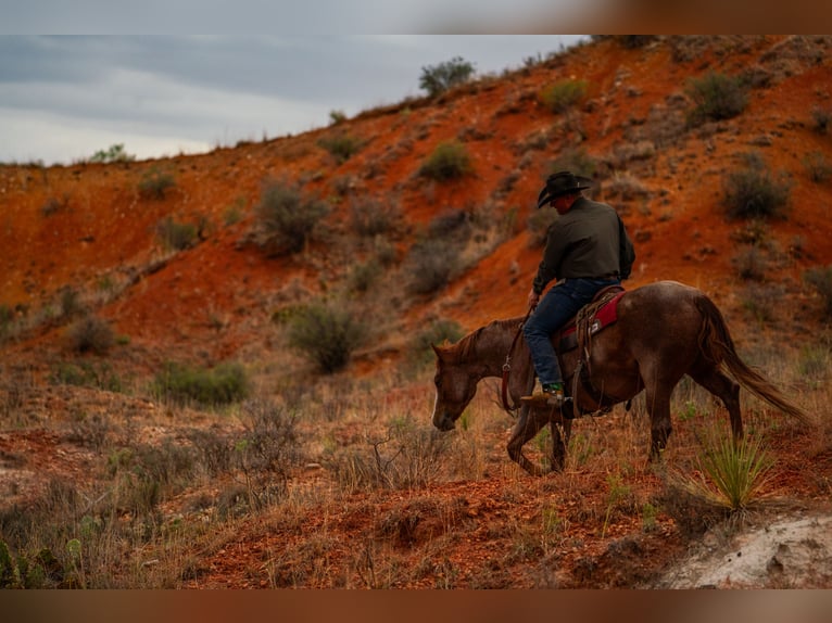 American Quarter Horse Gelding 4 years Roan-Red in Canyon
