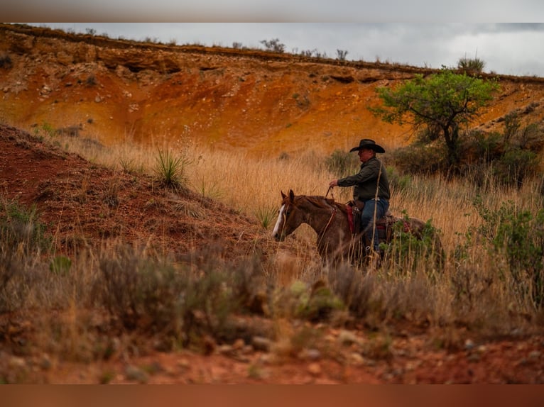 American Quarter Horse Gelding 4 years Roan-Red in Canyon