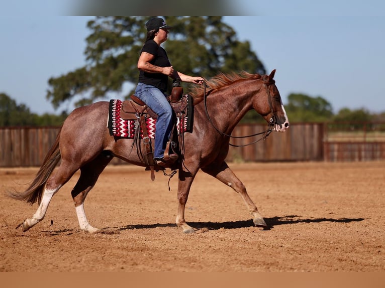 American Quarter Horse Gelding 4 years Roan-Red in Mount Vernon