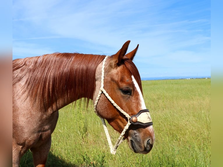 American Quarter Horse Gelding 4 years Roan-Red in Pleasant Grove CA