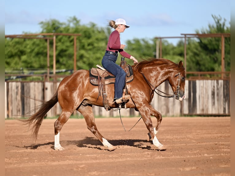 American Quarter Horse Gelding 4 years Sorrel in Waco