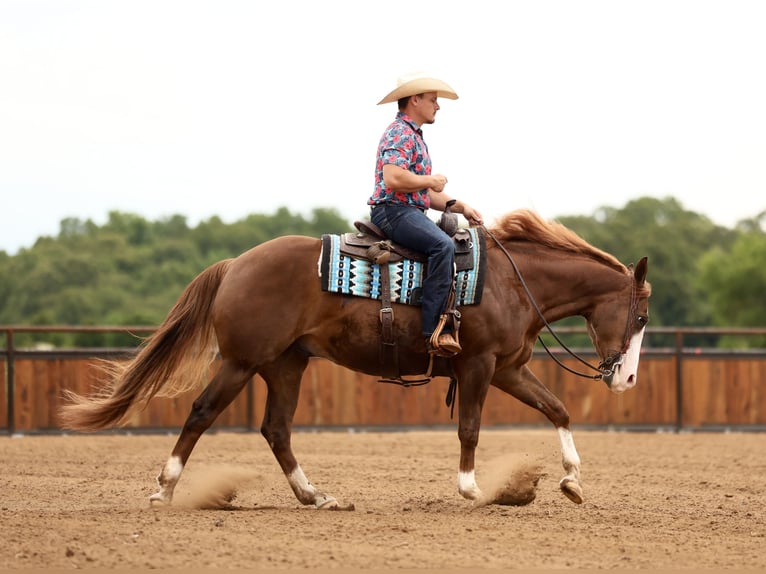 American Quarter Horse Gelding 4 years Sorrel in Buffalo