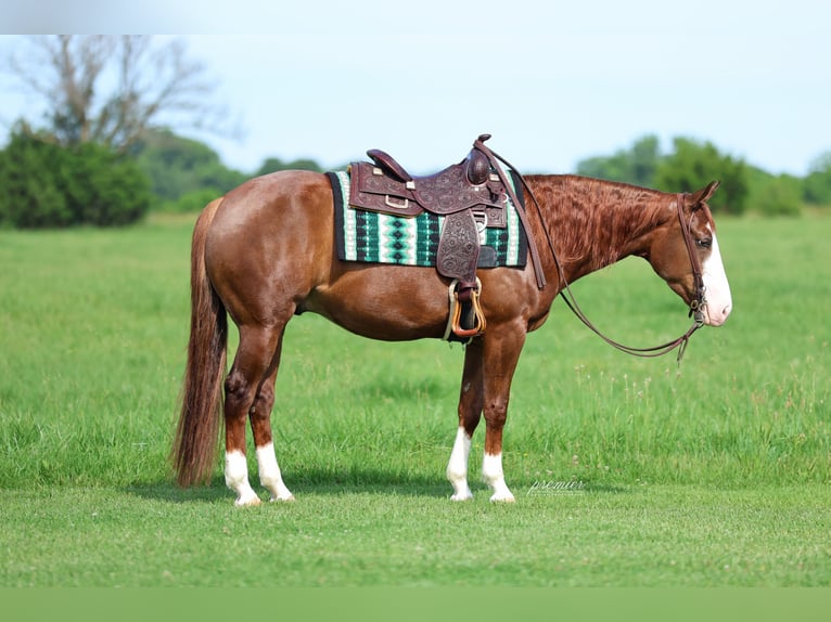 American Quarter Horse Gelding 4 years Sorrel in Buffalo