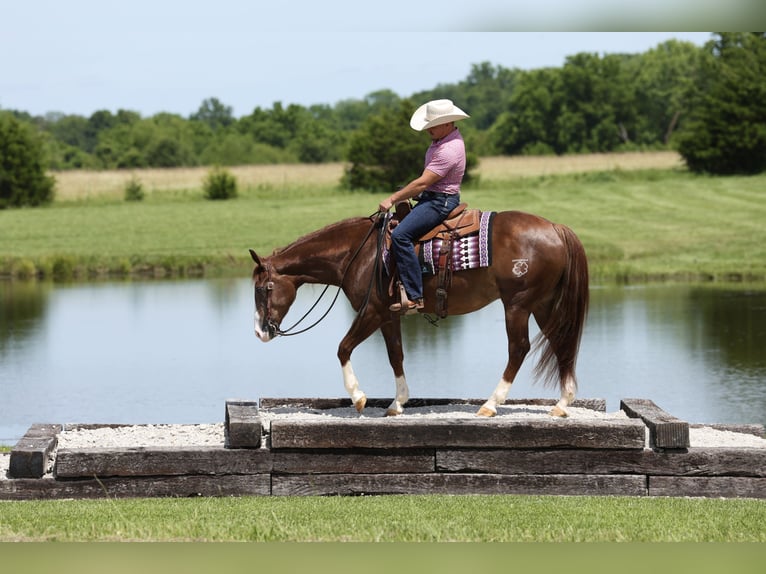 American Quarter Horse Gelding 4 years Sorrel in Buffalo