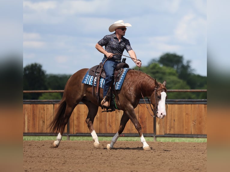 American Quarter Horse Gelding 4 years Sorrel in Buffalo