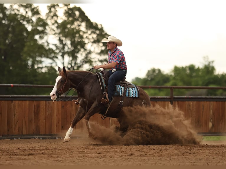 American Quarter Horse Gelding 4 years Sorrel in Buffalo