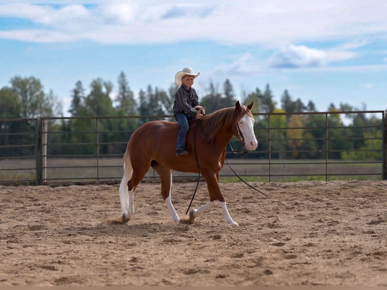 American Quarter Horse Gelding 4 years Sorrel in Nevis