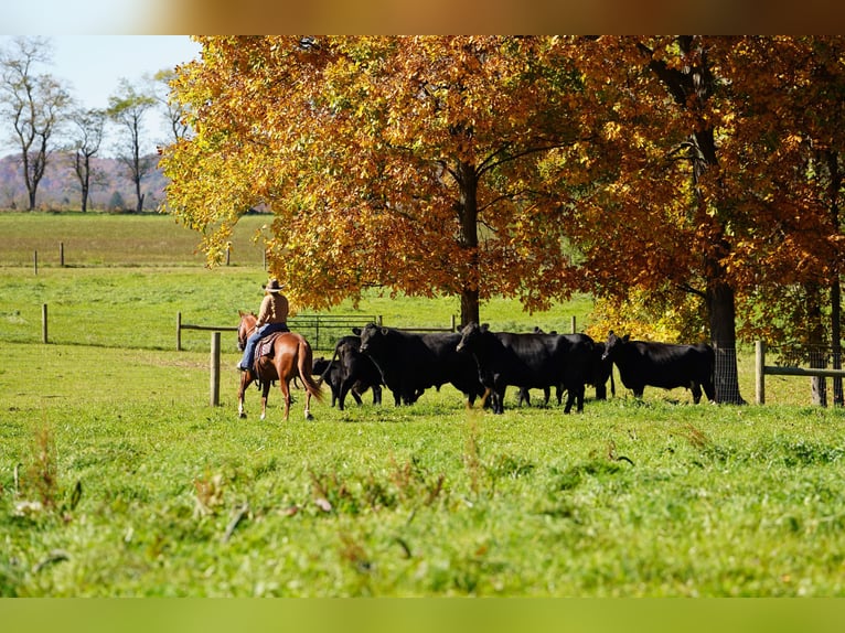 American Quarter Horse Gelding 4 years Sorrel in Rebersburg