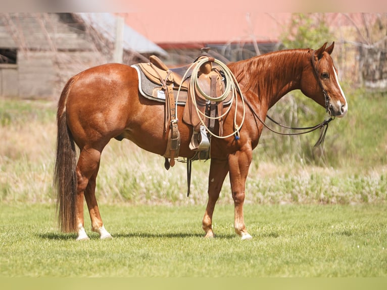 American Quarter Horse Gelding 4 years Sorrel in Rexburg
