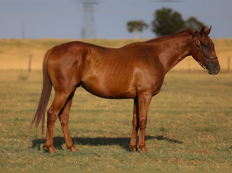 American Quarter Horse Gelding 4 years Sorrel in Ripley