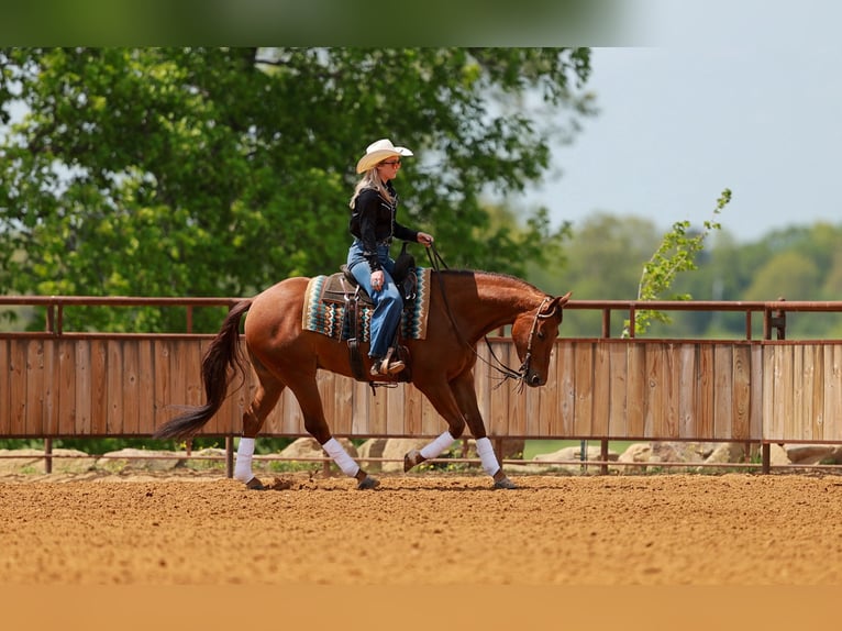 American Quarter Horse Gelding 4 years Sorrel in Quitman, AR