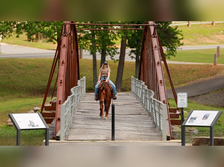 American Quarter Horse Gelding 4 years Sorrel in Quitman, AR