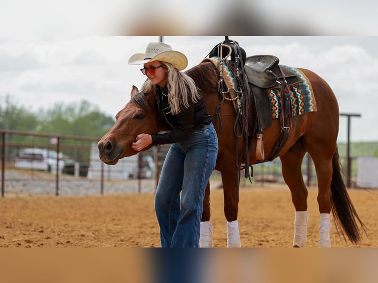 American Quarter Horse Gelding 4 years Sorrel in Quitman, AR