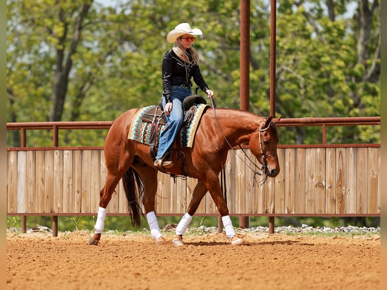 American Quarter Horse Gelding 4 years Sorrel in Quitman, AR