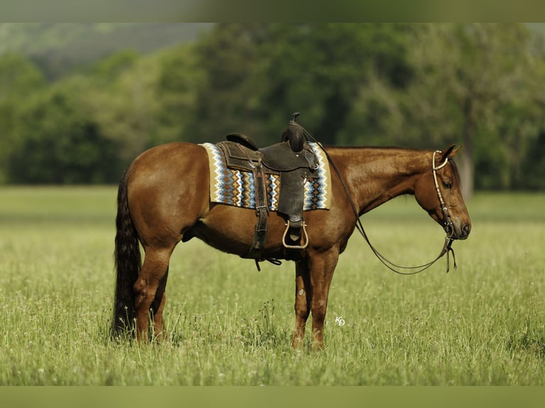 American Quarter Horse Gelding 4 years Sorrel in Quitman, AR