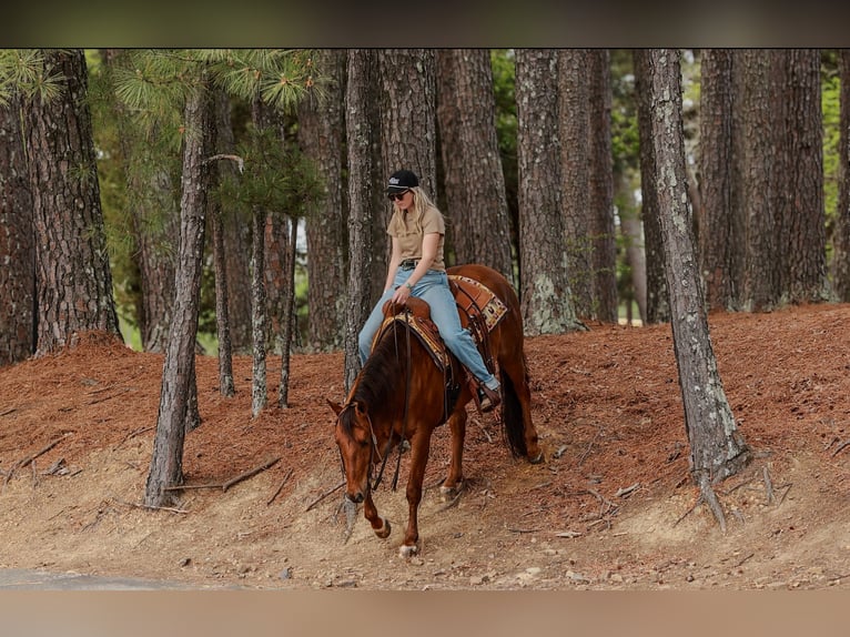 American Quarter Horse Gelding 4 years Sorrel in Quitman, AR