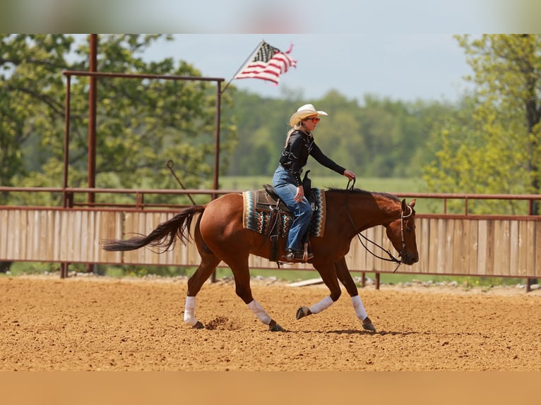 American Quarter Horse Gelding 4 years Sorrel in Quitman, AR