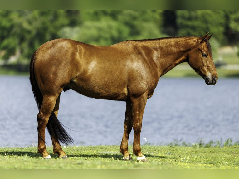 American Quarter Horse Gelding 4 years Sorrel in Quitman, AR