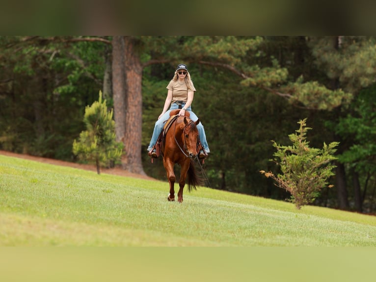 American Quarter Horse Gelding 4 years Sorrel in Quitman, AR